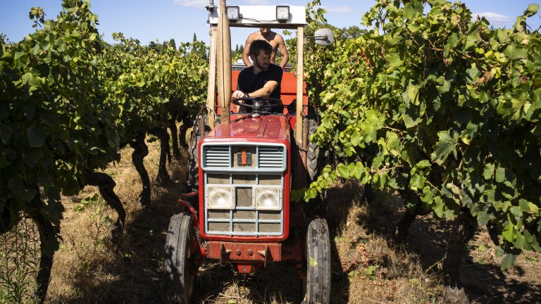Браншът на винопроизводителите е сериозно застрашен