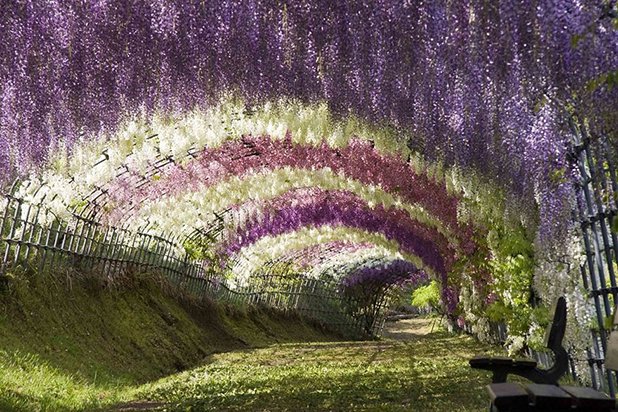 Тунел на глициниите в Япония