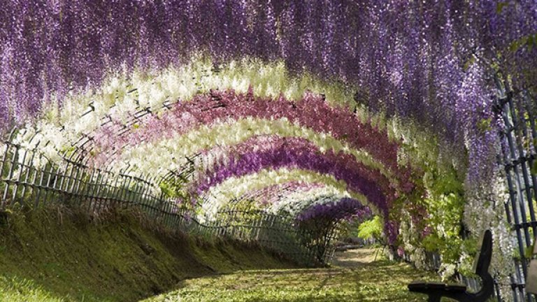 Тунел на глициниите в Япония