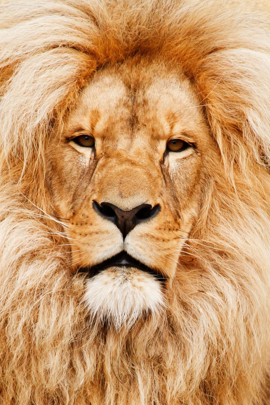 africa-african-animal-cat-41315