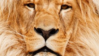 africa-african-animal-cat-41315