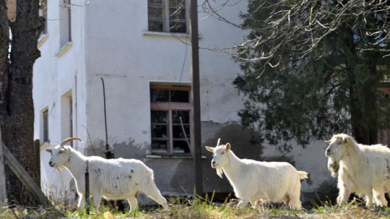 В района на стария лагер живеят три полудиви кози. На подигравка те са кръстени на главорезите-мъчители от Белене и Ловеч: Газдов, Китов и Гогов (по имената на управителя на Белене и Ловеч Наколай Газдов, по името на лагерния началник Китов и по името на подполковник Петър Гогов - началник на Трудова група МВР Ловеч)