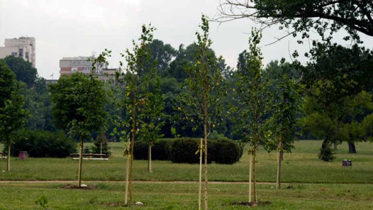 Сред засетите от Диана и компания дървета има кедър, ясен, магнолия, трепетлика, кипарис, липа и още десет вида