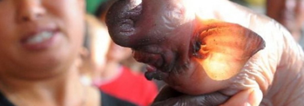 elephant-pig