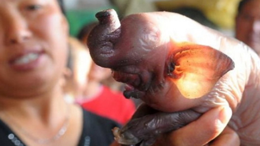 elephant-pig