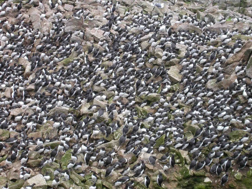 Murre_colony