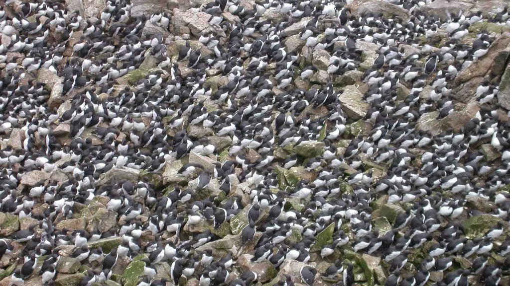 Murre_colony