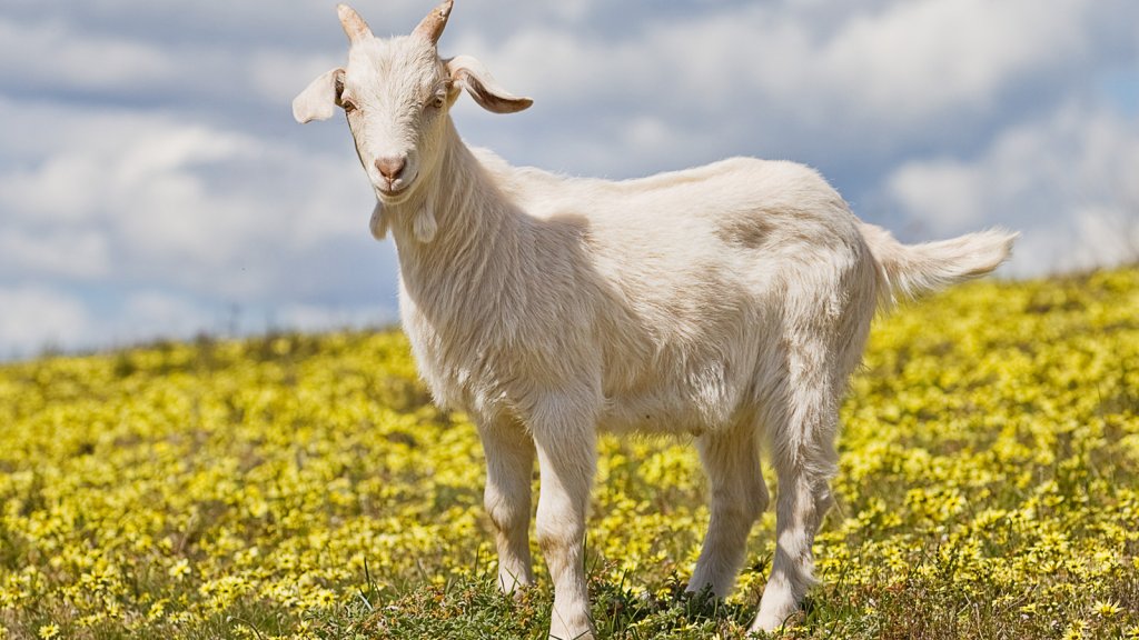 Domestic_goat_kid_in_capeweed