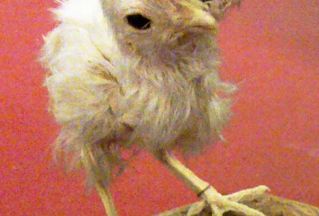 A_stuffed_chick_with_two_beaks_and_three_eyes