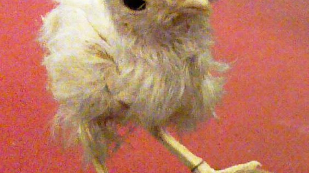 A_stuffed_chick_with_two_beaks_and_three_eyes