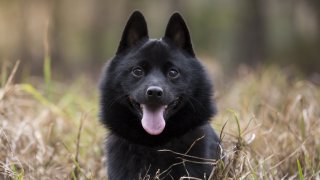 Светът на кинологията е по-богат, отколкото предполагаме