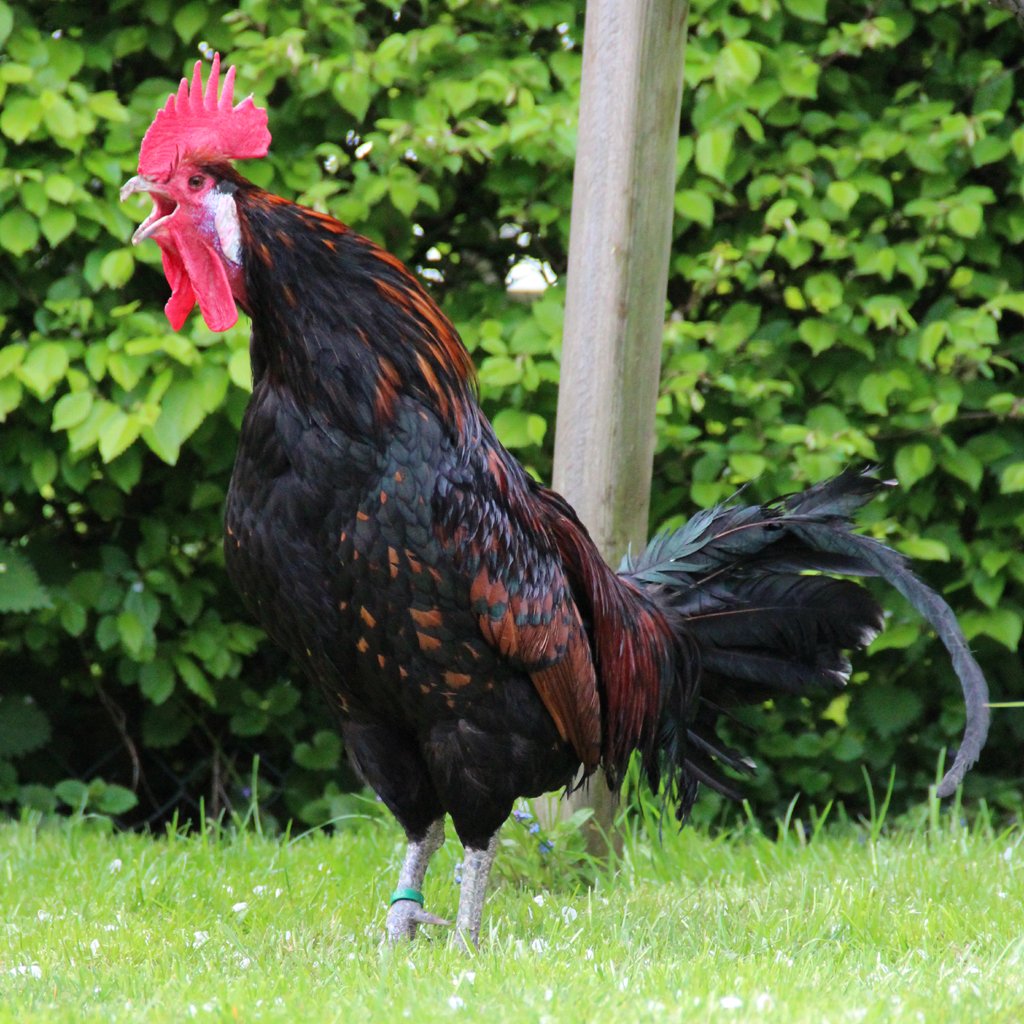 Canterino_Gallo