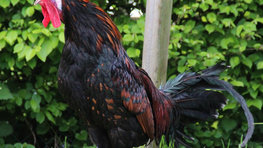 Canterino_Gallo