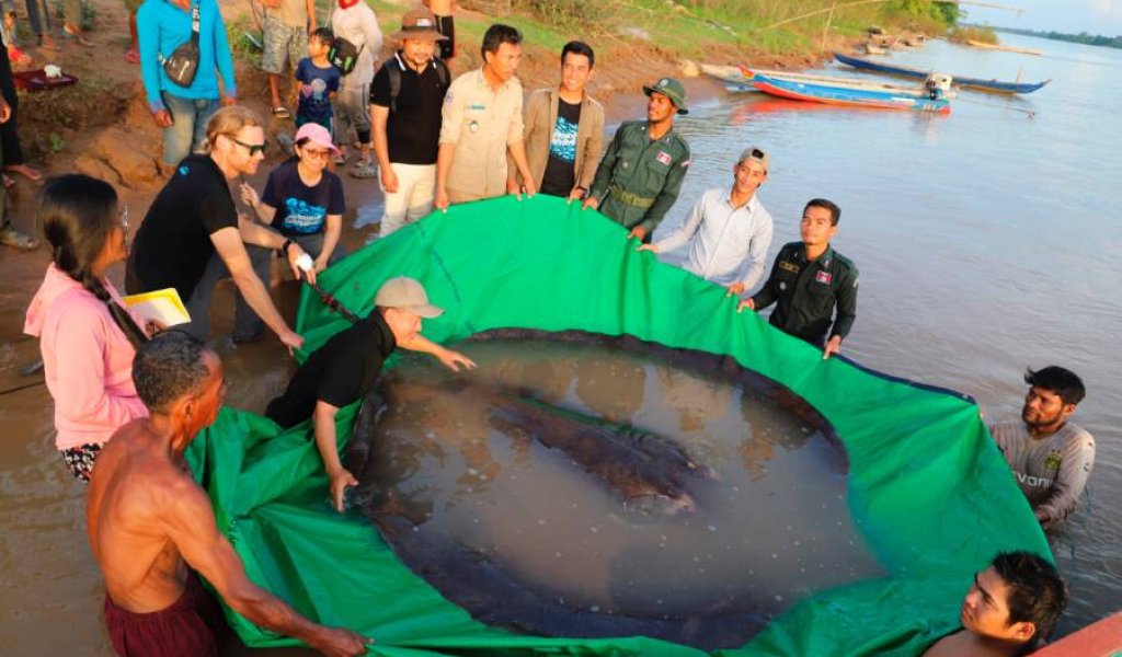 biggest-freshwater-fish