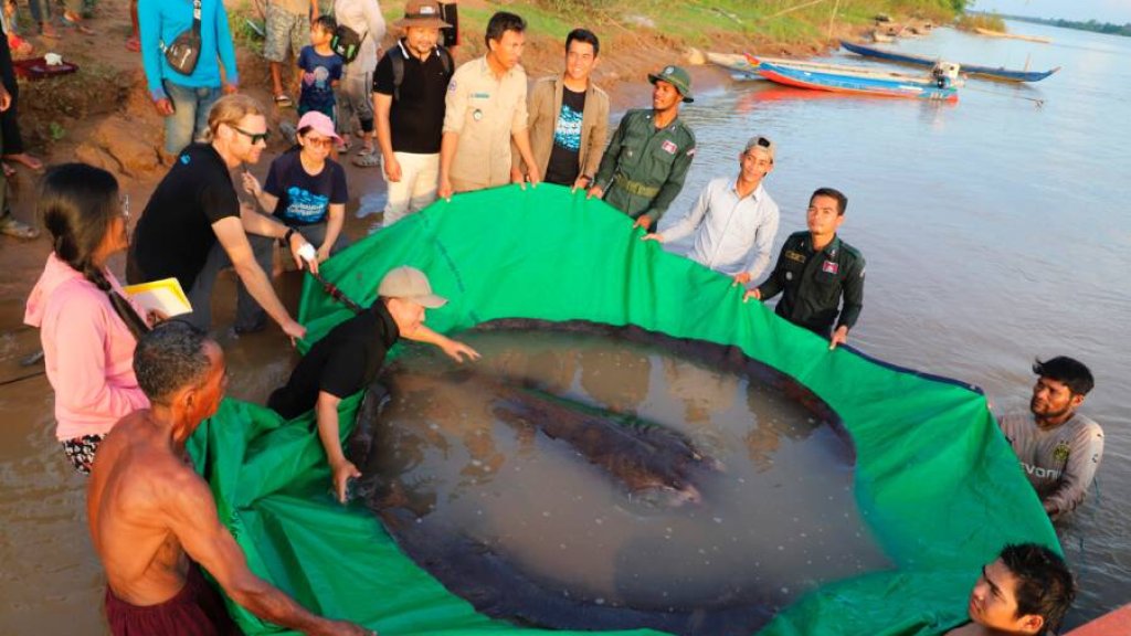 biggest-freshwater-fish
