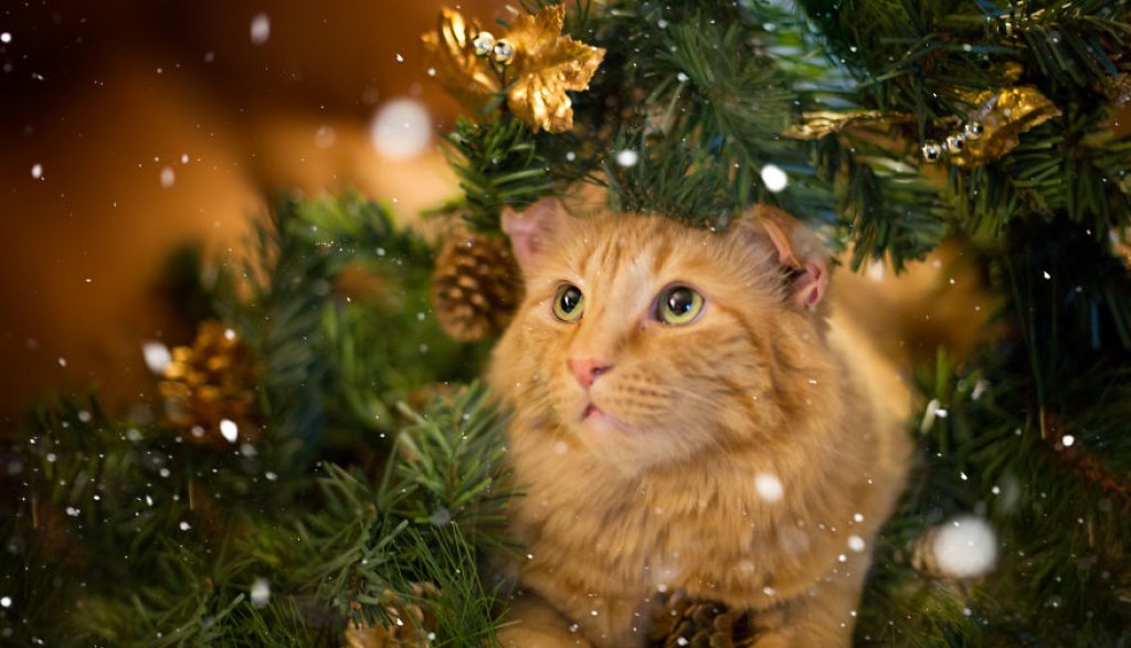 1K3A0804resize-5a20d4c1dfa48__880