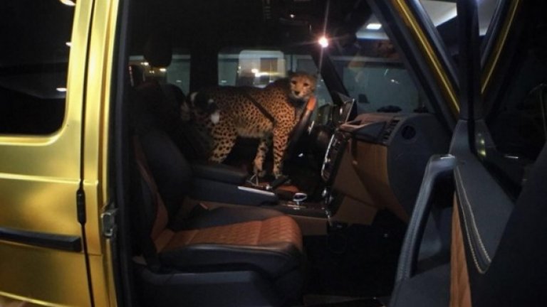 Арабският принц и златните каляски