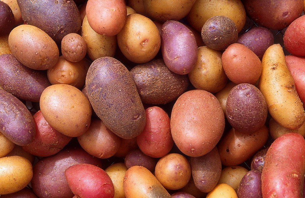 Patates
