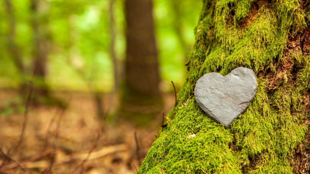 Funeral Heart sympathy or stone funeral heart near a tree. Natural burial grave in the forest. Heart on grass or moss. tree burial, cemetery and All Saints Day concepts