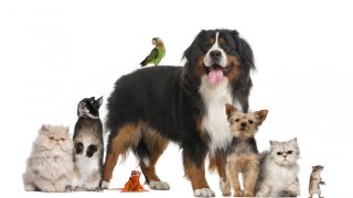 Знаете ли например, че хамстерите не мигат с двете очи едновременно