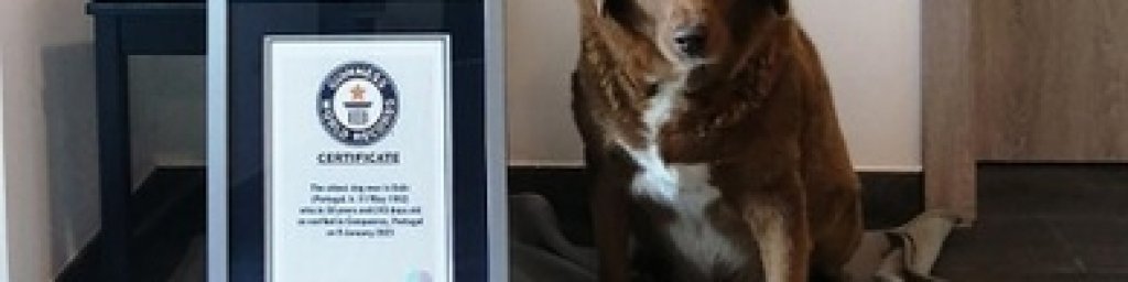 Bobi,_the_Dog