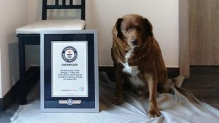 Bobi,_the_Dog