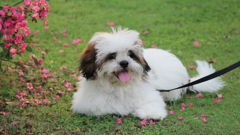 Лхаса апсо
Лхаса апсо е стара порода кучета, която произлиза от Тибет. Въпреки че са дребни, тези животни са били на голяма почит и са охранявали тибетските манастири. Те са любвеобилни и верни към стопаните си, но са подозрителни към непознати. Обикновено живеят между 12 и 14 години, но има докладвани случаи на кучета от тази порода, доживели 20 години.