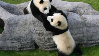 panda