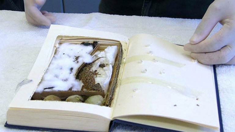 Никой не очаква да намери рядка порода гущер, когато отвори книга. Но на границата се случва