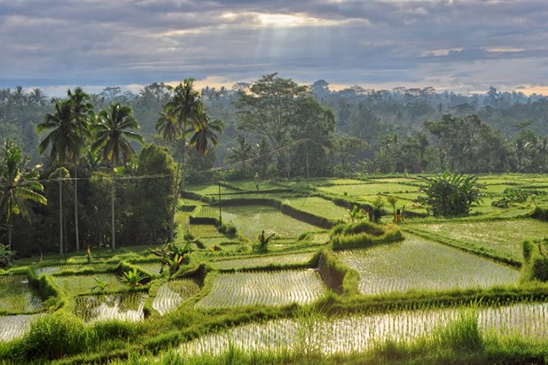 Оризовите полета безспорно са едни от красивите символи на Бали. 