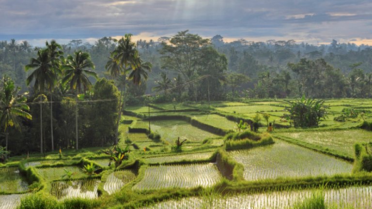 Оризовите полета безспорно са едни от красивите символи на Бали. 