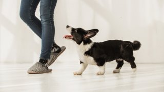 Обърнете внимание на любимеца си, защото може да е важно