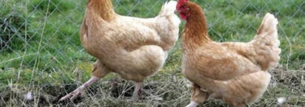 des-poules-pour-manger-les-ordures