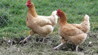 des-poules-pour-manger-les-ordures