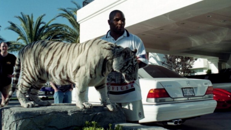 Безбройните грешки на Железния Майк
Легендарният боксьор някак успя да профука 400 млн. долара за изключително кратко време, „благодарение” на редица ужасни житейски и бизнес решения. Ще е нужен цял материал, ако тръгнем да ги изреждаме, но сред най-глупавите покупки на Железния Майк са ТРИТЕ бенгалски тигъра за 140 000 долара, като само годишната доза храна на едно такова животно струва 60 000 долара (плюс още 125 000 годишно за дресьор). Затова не е странно, че към края на минали век Тайсън пропиля всичко спечелено, харчейки средно по 400 000 на месец, като само разводът му струваше 9 млн. долара.