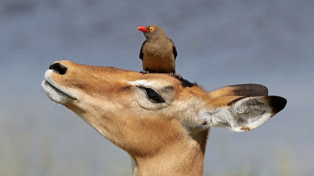 1280px-Red-billed_oxpecker_(Buphagus_erythrorhynchus)_on_impala_(Aepyceros_melampus)