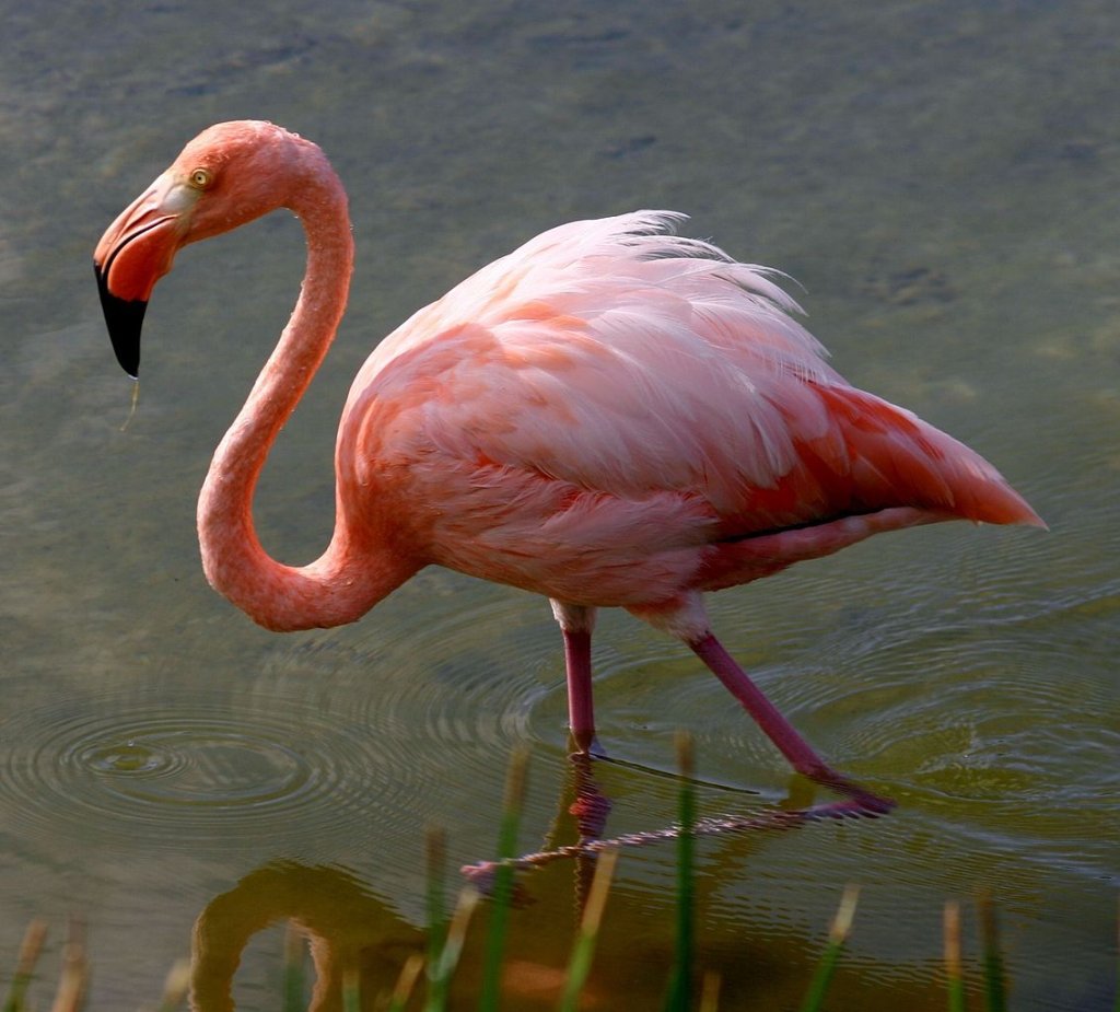 1133px-Greater_flamingo_galapagos