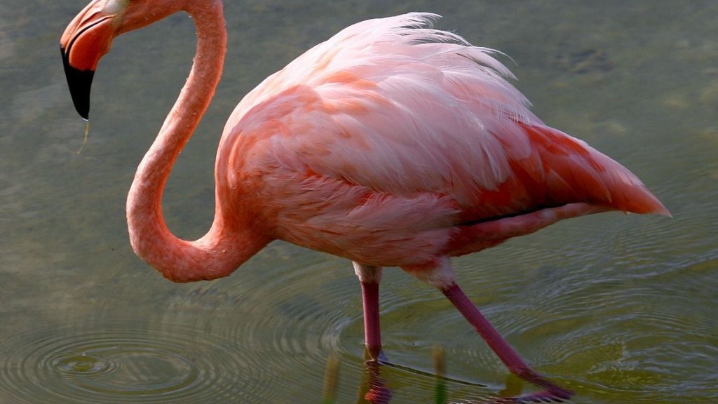 1133px-Greater_flamingo_galapagos