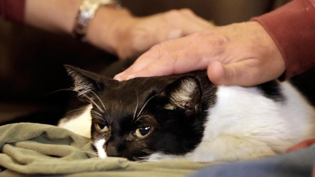 cat-euthanasia
