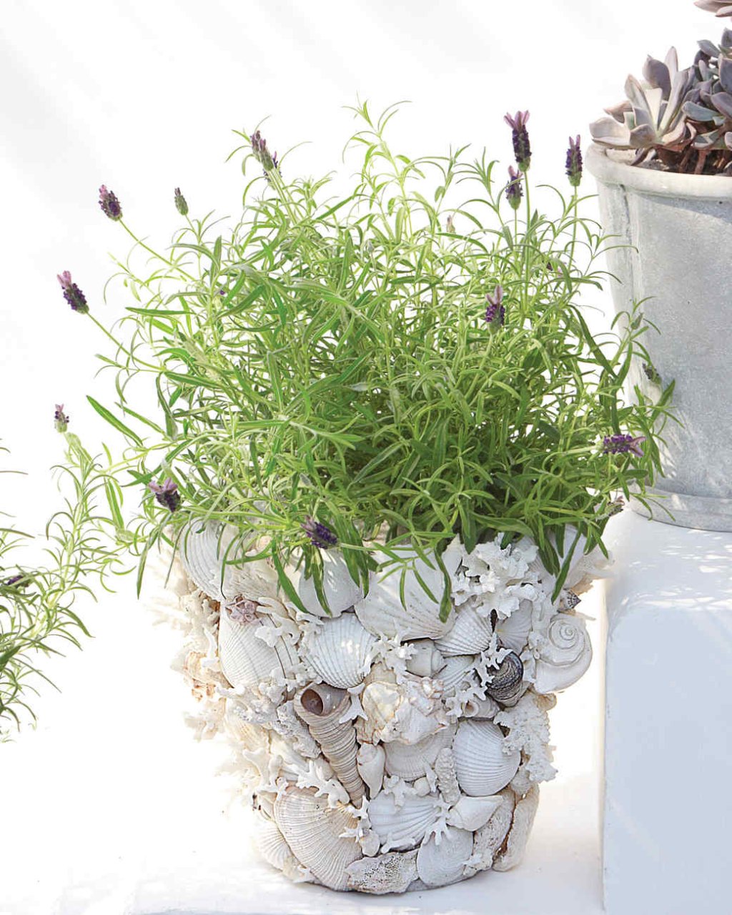 Украса за саксии