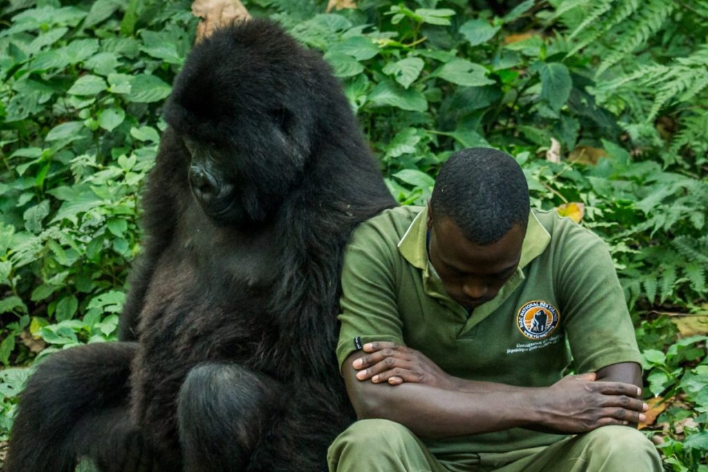 "Вирунга" има рейтинг от 100% в Rotten Tomatoes и това изобщо не е случайно. Действието тук се развива в Конго и разказва за връзката на един мъж с планинските горили в Конго. Историята е сърцераздирателна, а документалният филм е заснет прекрасно.