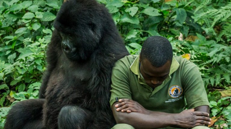 "Вирунга" има рейтинг от 100% в Rotten Tomatoes и това изобщо не е случайно. Действието тук се развива в Конго и разказва за връзката на един мъж с планинските горили в Конго. Историята е сърцераздирателна, а документалният филм е заснет прекрасно.