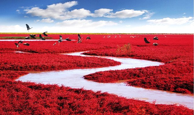 Червени растения на плажа в Панджин, Китай