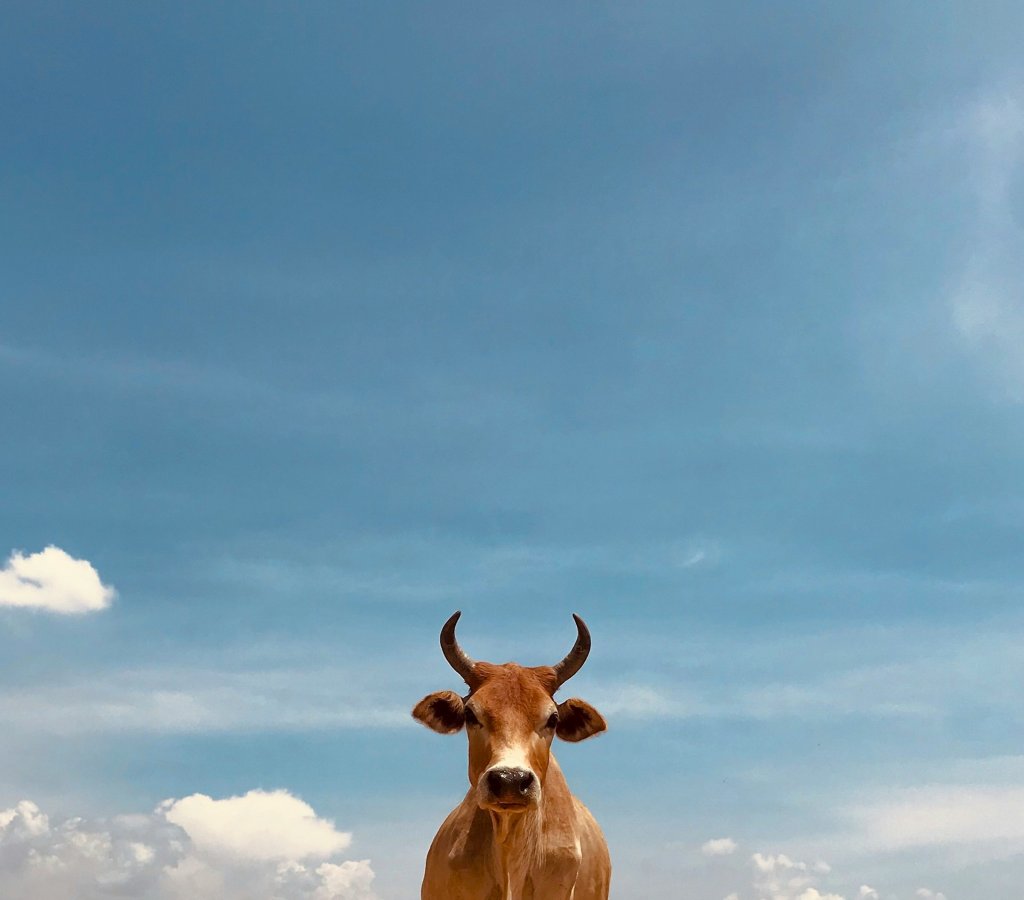 anand-thakur-y0dSeflqUWo-unsplash