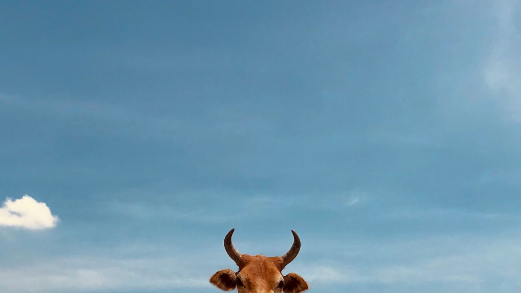 anand-thakur-y0dSeflqUWo-unsplash