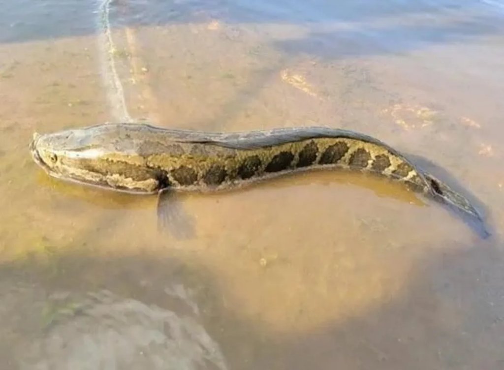 northern-snakehead-fish-in-missouri-l