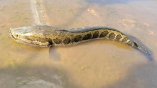 northern-snakehead-fish-in-missouri-l