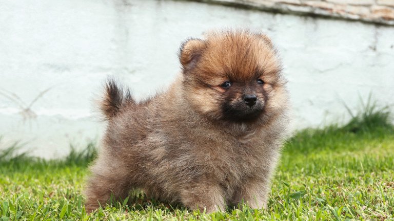 Померан
Помераните са малки, сладки, пухкави топченца, които изглеждат сякаш са си пъхнали муцунката в контакта и козината им леко е избухнала. Породата произлиза от Померания, област между Полша и Германия. Те са жизнени и игриви, но лаят доста. Обичайно живеят между 12 и 16 години.