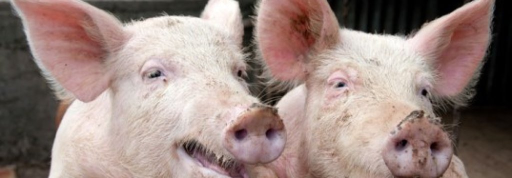 pigs-in-pig-sty-537x356