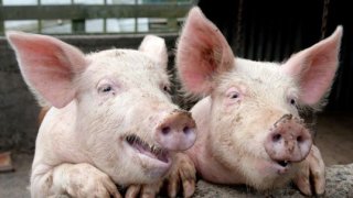 pigs-in-pig-sty-537x356